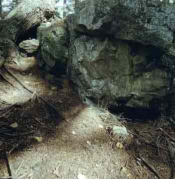 Burrowing Fairies?