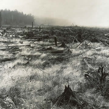 THIS IS A SCENE THAT SHOWS DRI-KI, AN OLD-TIME LOGGING TERM USED TO DESCRIBE DRIFTWOOD THAT FORMS ALONG THE EDGES OF LAKES AS A RESULT OF WOOD HARVESTING. THIS IS A LAKE ALONG THE GOLDEN ROAD, A LOGGING ROAD THAT SPANS WESTERN AND CENTRAL MAINE.