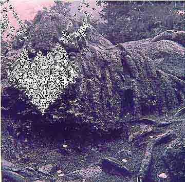 GIANT MOSS COVERED ROCK WITH A PINE NEEDLE FOREST FLOOR