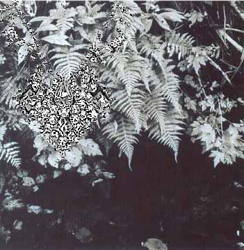 FERNS HANGING OVER A STREAM